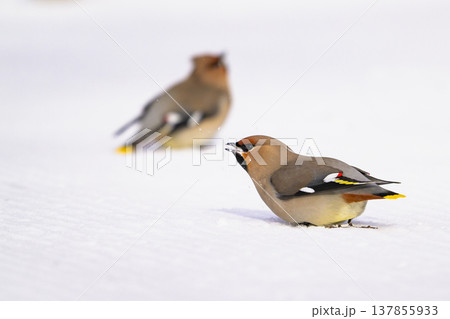 雪を食べるキレンジャク 雪を食べるキレンジャク 137855933
