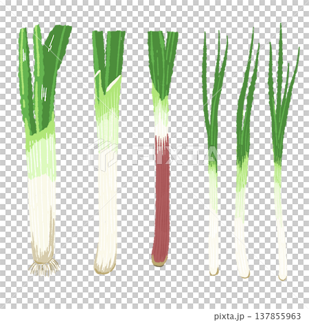 A hand-drawn illustration of whole leeks (white onions) lined up. A hand-drawn illustration of whole leeks (white onions) lined up. 137855963