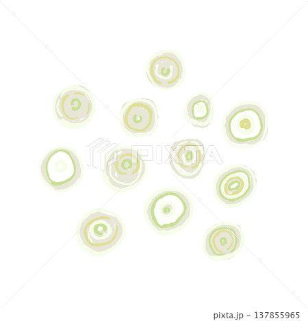 小口切り（輪切り）にした白ねぎの手描きイラスト素材 137855965