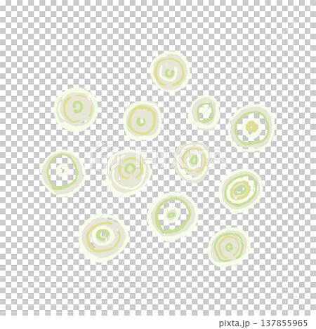 小口切り（輪切り）にした白ねぎの手描きイラスト素材 137855965