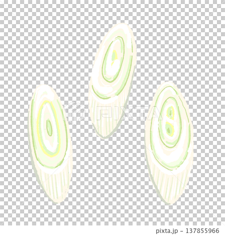 斜め切りにスライスした長ねぎの手描きイラスト素材 137855966