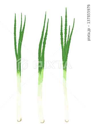 まるごとの万能ねぎ（青ねぎ・細ねぎ）の3本セットイラスト 137855976