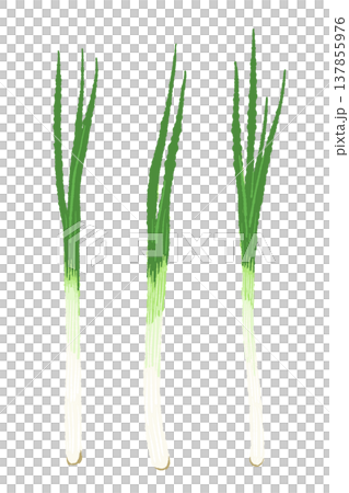まるごとの万能ねぎ（青ねぎ・細ねぎ）の3本セットイラスト 137855976