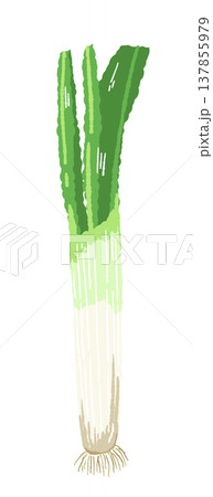 根っこが付いたまるごとの長ねぎの手描きイラスト素材 137855979