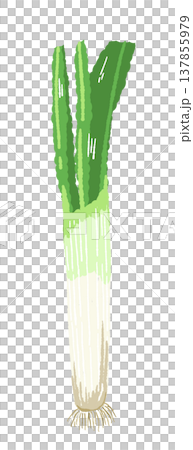 根っこが付いたまるごとの長ねぎの手描きイラスト素材 137855979