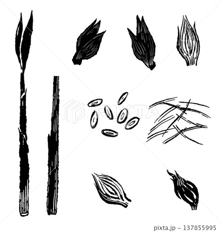 茗荷の種類セット(丸ごと・千切り・茎)シルエット 茗荷の種類セット(丸ごと・千切り・茎)シルエット 137855995