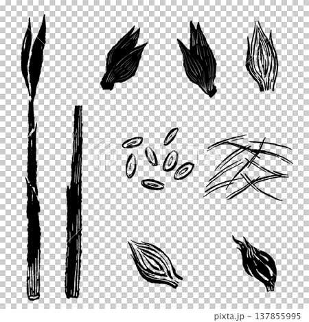 茗荷の種類セット(丸ごと・千切り・茎)シルエット 茗荷の種類セット(丸ごと・千切り・茎)シルエット 137855995