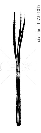 細ネギ・万能ねぎ（単体）のモノクロイラスト 137856015