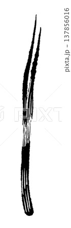 細ネギ・万能ねぎ（別角度）のモノクロイラスト 137856016