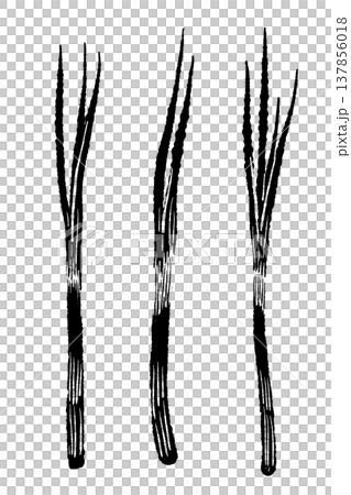 複数本の細ネギ・万能ねぎ(モノクロ) 複数本の細ネギ・万能ねぎ(モノクロ) 137856018