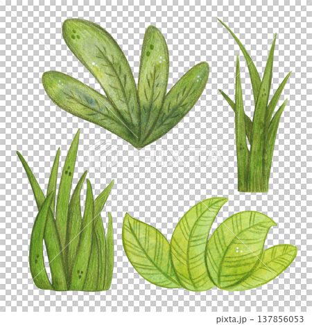 A set of various herbs and leaves. Hand-drawn watercolor illustration, cartoon. Design for stickers, cards, and posters. Nature, vegetation, water, swamp, reeds, cattail, plant, green, leaves A set of various herbs and leaves. Hand-drawn watercolor illustration, cartoon. Design for stickers, cards, and posters. Nature, vegetation, water, swamp, reeds, cattail, plant, green, leaves 137856053