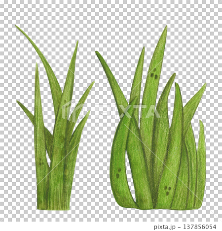 A set of two tufts of grass, a marsh plant. Hand-drawn watercolor illustration, cartoon. Design for stickers, cards, posters. Nature, plant, water, marsh, reeds, cattail, plant, green, leaves 137856054