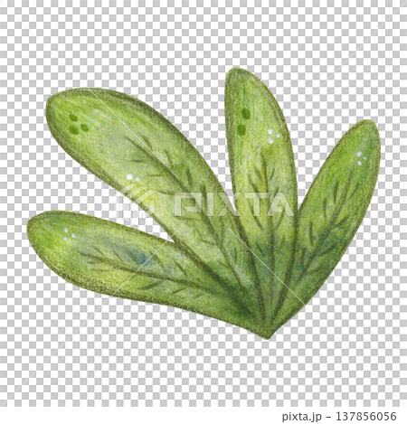 Dark green leaves in a bunch, bush. Hand-drawn watercolor illustration, cartoon. Design for stickers, cards, posters. Nature, growth, water, swamp, reeds, cattail, plant, green, leaves Dark green leaves in a bunch, bush. Hand-drawn watercolor illustration, cartoon. Design for stickers, cards, posters. Nature, growth, water, swamp, reeds, cattail, plant, green, leaves 137856056