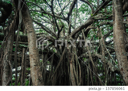 Big green banyan tree in the jungle forest of India Big green banyan tree in the jungle forest of India 137856061