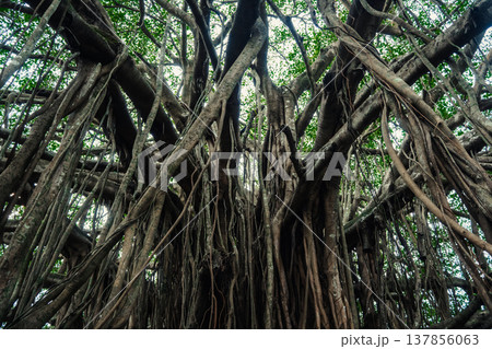 Big green banyan tree in the jungle forest of India Big green banyan tree in the jungle forest of India 137856063