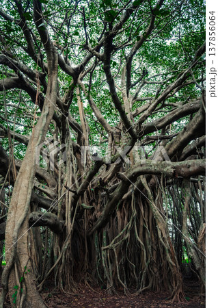 Big green banyan tree in the jungle forest of India Big green banyan tree in the jungle forest of India 137856064