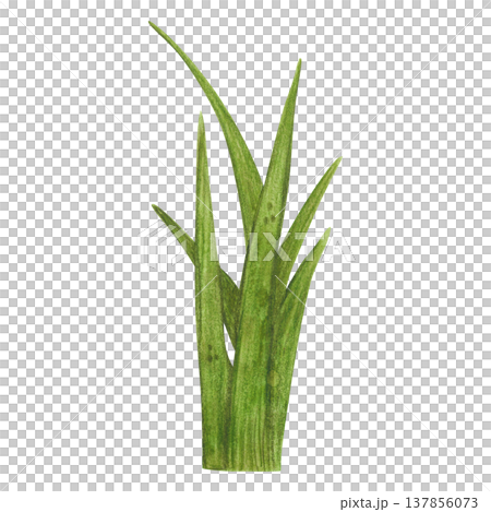 A small tuft of grass, a marsh plant. Hand-drawn watercolor illustration, cartoon. Design for stickers, cards, posters. Nature, plant, water, marsh, reeds, cattail, plant, green, leaves 137856073