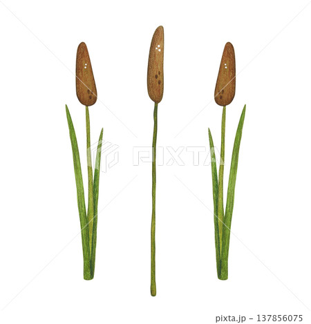 Cattail, a marsh plant. Hand-drawn watercolor illustration, cartoon. Design for stickers, cards, and posters. Nature, plant, water, marsh, reeds, cattail, plant, green, leaves 137856075