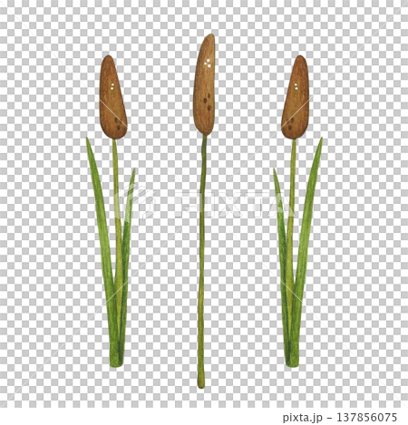 Cattail, a marsh plant. Hand-drawn watercolor illustration, cartoon. Design for stickers, cards, and posters. Nature, plant, water, marsh, reeds, cattail, plant, green, leaves 137856075