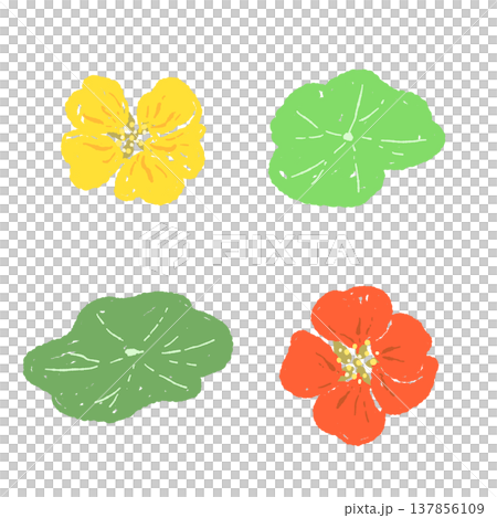 ナスタチューム（キンレンカ）の花と葉っぱの複数セット 137856109