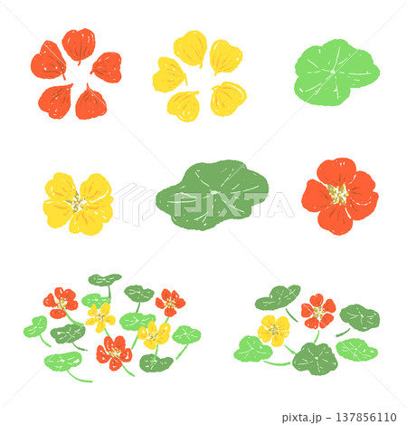 カラフルなナスタチューム(キンレンカ)の花と葉のバリエーション カラフルなナスタチューム(キンレンカ)の花と葉のバリエーション 137856110