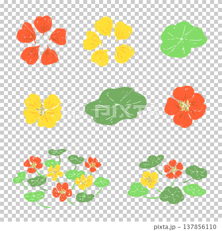 カラフルなナスタチューム(キンレンカ)の花と葉のバリエーション カラフルなナスタチューム(キンレンカ)の花と葉のバリエーション 137856110