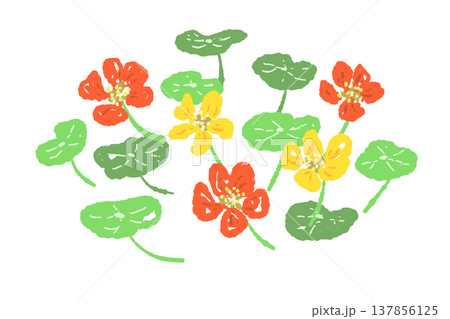 ナスタチューム（キンレンカ）の花と葉っぱの3個セット 137856125