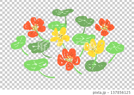 ナスタチューム（キンレンカ）の花と葉っぱの3個セット 137856125