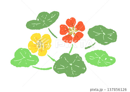 ナスタチューム（キンレンカ）の花と葉のカラフルセット 137856126