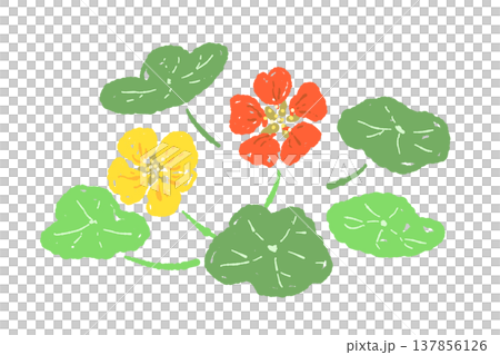 ナスタチューム（キンレンカ）の花と葉のカラフルセット 137856126