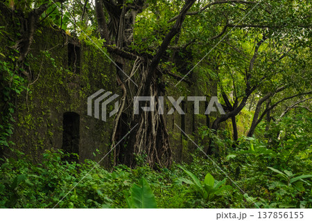 Yashwantgad Fort in Redi, Maharashtra, near the Maharashtra-Goa border. Green roots of trees grows on the old walls Yashwantgad Fort in Redi, Maharashtra, near the Maharashtra-Goa border. Green roots of trees grows on the old walls 137856155