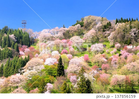 小川村・二反田の桜 小川村・二反田の桜 137856159