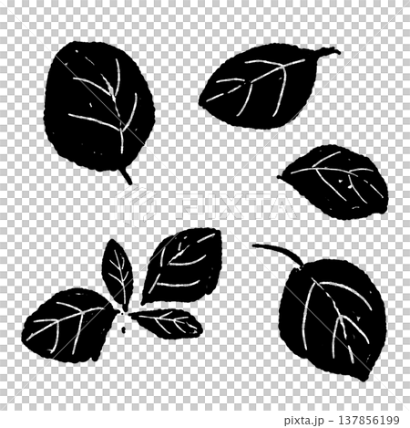 Black and white illustration of oregano leaves Black and white illustration of oregano leaves 137856199