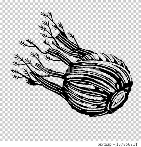 A monochrome illustration of a fennel plant (root). 137856211