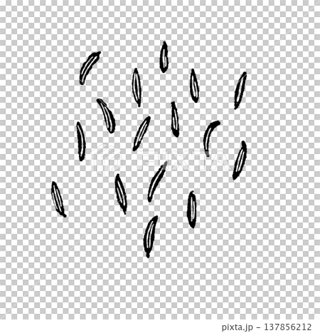 Black and white illustration of fennel seeds Black and white illustration of fennel seeds 137856212