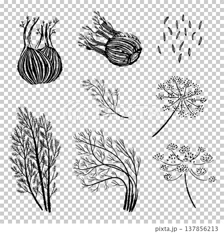 Fennel Variation Set (Plant, Seeds, Leaves, Flowers) Fennel Variation Set (Plant, Seeds, Leaves, Flowers) 137856213