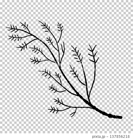 フェンネルの葉（枝）のモノクロイラスト 137856218