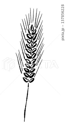 麦の穂（まっすぐ）のモノクロイラスト 137856228