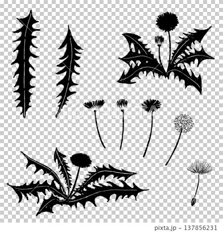 たんぽぽのバリエーションセット（花・葉・綿毛・モノクロ） 137856231