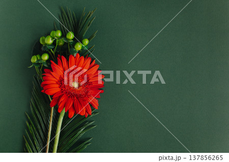 Beautiful red Gerbera flower with green leaves on a dark green background. 137856265