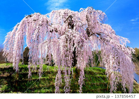 袖之山のしだれ桜 137856457