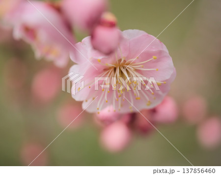 晴れた春に美しく咲いたピンク色の梅の花「ケンキョウ（見驚）」 137856460