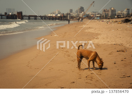 Beach in the Mumbai, India. Coastline Versova Beach in the Mumbai, India. Coastline Versova 137856470