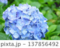 満開の紫陽花 満開の紫陽花 137856492