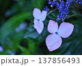 山紫陽花のガク 山紫陽花のガク 137856493