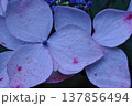山紫陽花のガク 山紫陽花のガク 137856494