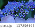 山紫陽花のアップ 山紫陽花のアップ 137856495