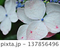 山紫陽花のガク 山紫陽花のガク 137856496