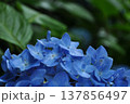 山紫陽花のアップ 山紫陽花のアップ 137856497