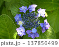 山紫陽花の全景 山紫陽花の全景 137856499